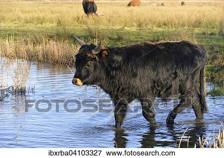 Aurochs or Urus (Bos primigenius), young bull walking through the water, North Rhine-Westphalia, Germany, Europe View Large Photo Image Stock Photo - Aurochs or Urus (Bos primigenius), young bull walking through the water, North Rhine-Westphalia, Germany, Europe. Fotosearch
