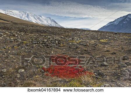 Autumn colored alpine or mountain bearberry (Arctostaphylos alpinus), Paradisdal, Kjerulf Fjord, branch of the Kaiser Franz Josef Fjord, Northeast Greenland National Park, Greenland, North America View Large Photo Image Picture - Autumn colored alpine or mountain bearberry (Arctostaphylos alpinus), Paradisdal, Kjerulf Fjord, branch of the Kaiser Franz Josef Fjord, Northeast Greenland National Park, Greenland, North America. Fotosearch