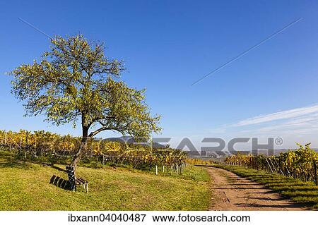 Autumn landscape with vineyards and an almond tree, German Wine Route, also Southern Wine Route, Southern Palatinate, Palatinate, Rhineland-Palatinate, Germany, Europe View Large Photo Image Stock Photo - Autumn landscape with vineyards and an almond tree, German Wine Route, also Southern Wine Route, Southern Palatinate, Palatinate, Rhineland-Palatinate, Germany, Europe. Fotosearch
