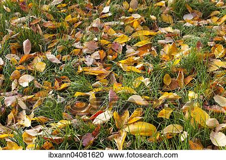 Stock Image - Autumn leaves on a lawn, Rhineland-Palatinate, Germany, Europe. Fotosearch