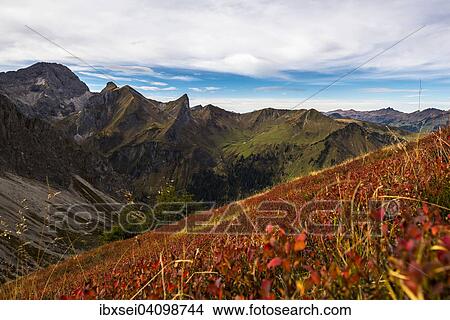 Picture - Autumn meadow with mountains of Vorarlberg, Schoppernau, Bregenz Forest, Vorarlberg, Austria, Europe. Fotosearch