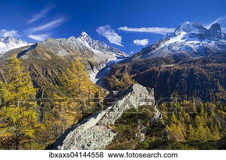 Stock Photo - Autumnal larch forest and view of the mountains of Chamonix, Chamonix, Rhone-Alpes, France, Europe. Fotosearch