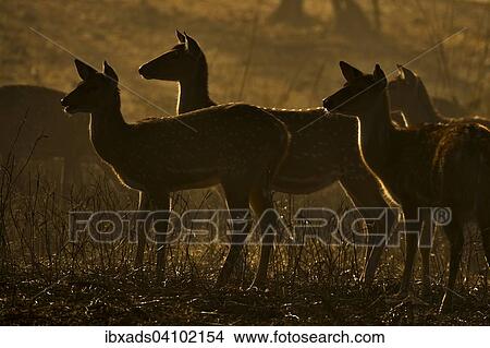Backlit herd of female Chitals, Spotted Deer or Axis Deer (Axis axis), standing alert in the woodlands at dawn, Ranthambhore National Park, Rajasthan, India, Asia View Large Photo Image Picture - Backlit herd of female Chitals, Spotted Deer or Axis Deer (Axis axis), standing alert in the woodlands at dawn, Ranthambhore National Park, Rajasthan, India, Asia. Fotosearch