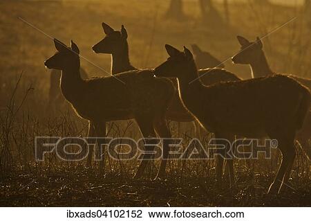 Stock Image - Backlit herd of female Chitals, Spotted Deer or Axis Deer (Axis axis), standing alert in the woodlands at dawn, Ranthambhore National Park, Rajasthan, India, Asia. Fotosearch