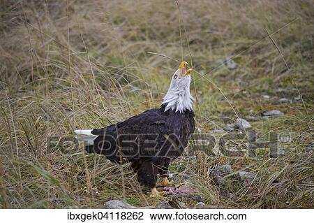 Stock Image - Bald Eagle (Haliaeetus leucocephalus), Alaska, USA. Fotosearch