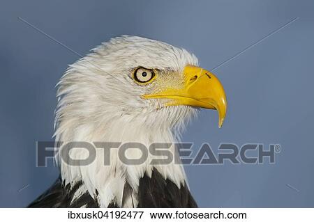 Bald eagle (Haliaeetus leucocephalus), male, portrait, captive, Germany, Europe View Large Photo Image Stock Photo - Bald eagle (Haliaeetus leucocephalus), male, portrait, captive, Germany, Europe. Fotosearch