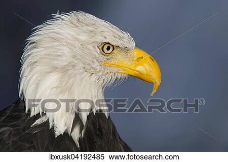 Bald eagle (Haliaeetus leucocephalus), male, portrait, captive, Germany, Europe View Large Photo Image Stock Photography - Bald eagle (Haliaeetus leucocephalus), male, portrait, captive, Germany, Europe. Fotosearch