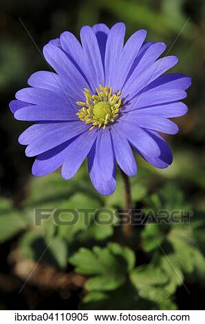 Stock Photography - Balkan Anemone (Anemone blanda), North Rhine-Westphalia, Germany, Europe. Fotosearch