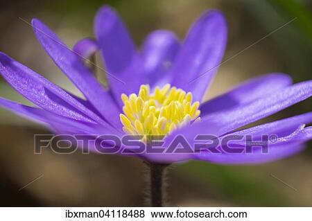 Balkan Anemone (Anemone blanda), Bavaria, Germany, Europe View Large Photo Image Stock Photo - Balkan Anemone (Anemone blanda), Bavaria, Germany, Europe. Fotosearch