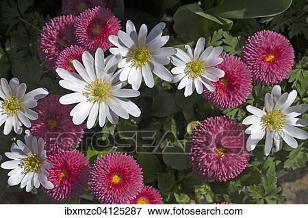 Stock Photo - Balkan anemones (Anemone blanda) and Daisies (Bellis perennis), Bavaria, Germany, Europe. Fotosearch