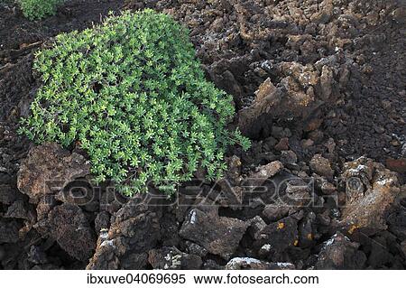 Stock Photography - Balsam spurge (Euphorbia balsamifera) on lava rock, Lanzarote, Canary Islands, Canary Islands, Spain, Europe. Fotosearch