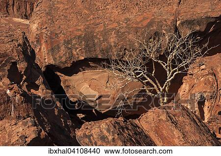 Balsam tree (Commiphora glaucescens) between rocks, Twyfelfontein, Namibia, Africa View Large Photo Image Stock Image - Balsam tree (Commiphora glaucescens) between rocks, Twyfelfontein, Namibia, Africa. Fotosearch