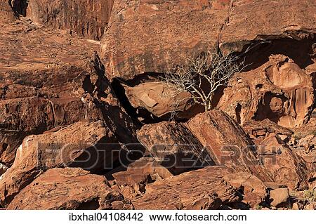 Balsam tree (Commiphora glaucescens) between rocks, Twyfelfontein, Namibia, Africa View Large Photo Image Stock Image - Balsam tree (Commiphora glaucescens) between rocks, Twyfelfontein, Namibia, Africa. Fotosearch
