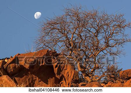 Balsam tree (Commiphora glaucescens) between rocks, moon in the sky, Twyfelfontein, Namibia, Africa View Large Photo Image Stock Photograph - Balsam tree (Commiphora glaucescens) between rocks, moon in the sky, Twyfelfontein, Namibia, Africa. Fotosearch