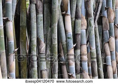Bamboo (Bambusoideae), Cienfuegos, Cuba, North America View Large Photo Image Stock Image - Bamboo (Bambusoideae), Cienfuegos, Cuba, North America. Fotosearch