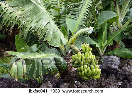 Banana plant (Musa), Azores, Portugal, Europe View Large Photo Image Stock Image - Banana plant (Musa), Azores, Portugal, Europe. Fotosearch