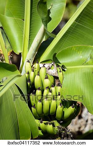 Banana plant (Musa), Azores, Portugal, Europe View Large Photo Image Stock Image - Banana plant (Musa), Azores, Portugal, Europe. Fotosearch