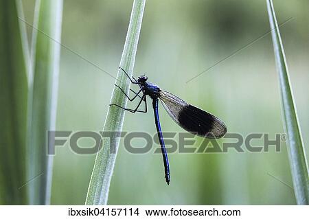 Banded demoiselle (Calopteryx splendens), male, morning dew, Baden-Wurttemberg, Germany, Europe View Large Photo Image Picture - Banded demoiselle (Calopteryx splendens), male, morning dew, Baden-Wurttemberg, Germany, Europe. Fotosearch
