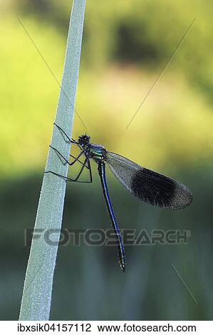 Banded demoiselle (Calopteryx splendens), male, morning dew, Baden-Wurttemberg, Germany, Europe View Large Photo Image Stock Image - Banded demoiselle (Calopteryx splendens), male, morning dew, Baden-Wurttemberg, Germany, Europe. Fotosearch