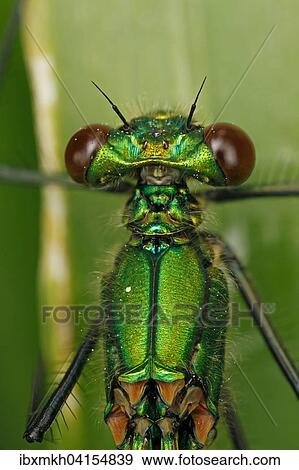 Banded Demoiselle (Calopteryx splendens), female, Hesse, Germany, Europe View Large Photo Image Stock Photo - Banded Demoiselle (Calopteryx splendens), female, Hesse, Germany, Europe. Fotosearch
