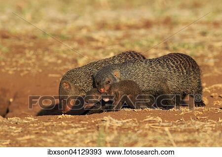 Banded mongoose (Mungos mungo), adult with pup, neck bite, mother carrying pup, group, Kruger National Park, South Africa, Africa View Large Photo Image Stock Image - Banded mongoose (Mungos mungo), adult with pup, neck bite, mother carrying pup, group, Kruger National Park, South Africa, Africa. Fotosearch