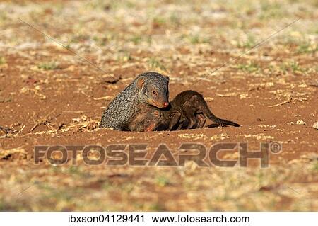 Banded Mongoose (Mungos mungo), adult with pup, at the den, Kruger National Park, South Africa, Africa View Large Photo Image Stock Image - Banded Mongoose (Mungos mungo), adult with pup, at the den, Kruger National Park, South Africa, Africa. Fotosearch