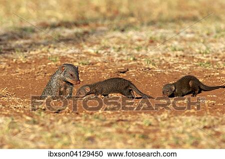 Banded Mongoose (Mungos mungo), adult with pups, at the den, Kruger National Park, South Africa, Africa View Large Photo Image Stock Image - Banded Mongoose (Mungos mungo), adult with pups, at the den, Kruger National Park, South Africa, Africa. Fotosearch