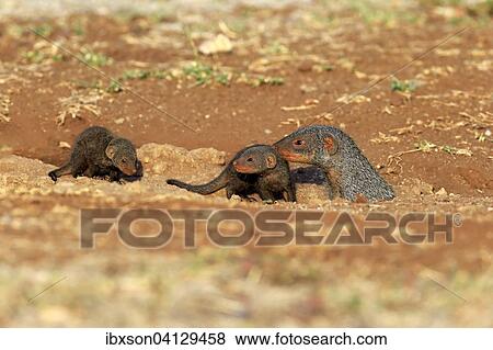 Banded Mongoose (Mungos mungo), adult with pups, at the den, Kruger National Park, South Africa, Africa View Large Photo Image Stock Photo - Banded Mongoose (Mungos mungo), adult with pups, at the den, Kruger National Park, South Africa, Africa. Fotosearch