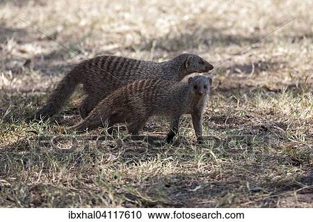 Banded mongoose (Mungos mungo), Etosha National Park, Namibia, Africa View Large Photo Image Stock Image - Banded mongoose (Mungos mungo), Etosha National Park, Namibia, Africa. Fotosearch