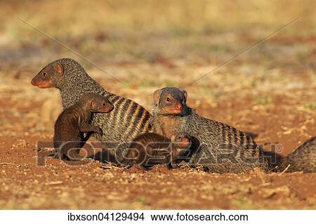 Picture - Banded Mongoose (Mungos mungo), mongoose family with pups, at the den, Kruger National Park, South Africa, Africa. Fotosearch