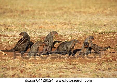 Banded Mongoose (Mungos mungo), mongoose familiy with pups, at the den, Kruger National Park, South Africa, Africa View Large Photo Image Picture - Banded Mongoose (Mungos mungo), mongoose familiy with pups, at the den, Kruger National Park, South Africa, Africa. Fotosearch
