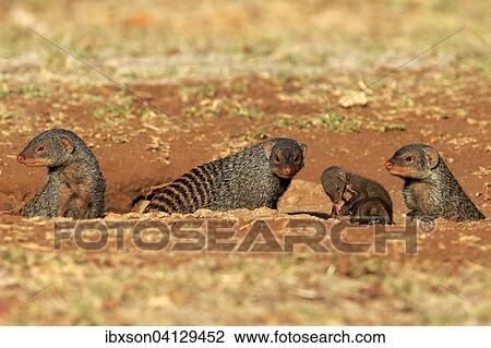 Banded Mongoose (Mungos mungo), mongoose family with pups, at the den, Kruger National Park, South Africa, Africa View Large Photo Image Stock Image - Banded Mongoose (Mungos mungo), mongoose family with pups, at the den, Kruger National Park, South Africa, Africa. Fotosearch