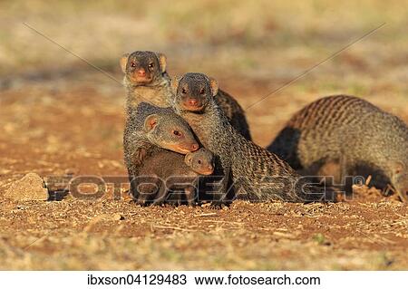 Banded Mongoose (Mungos mungo), mongoose family with pup, at the den, Kruger National Park, South Africa, Africa View Large Photo Image Stock Image - Banded Mongoose (Mungos mungo), mongoose family with pup, at the den, Kruger National Park, South Africa, Africa. Fotosearch