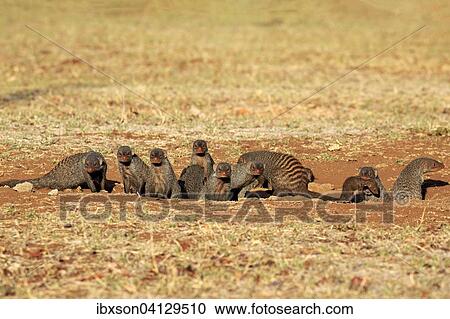 Banded Mongoose (Mungos mungo), mongoose familiy with pups, at the den, Kruger National Park, South Africa, Africa View Large Photo Image Stock Image - Banded Mongoose (Mungos mungo), mongoose familiy with pups, at the den, Kruger National Park, South Africa, Africa. Fotosearch