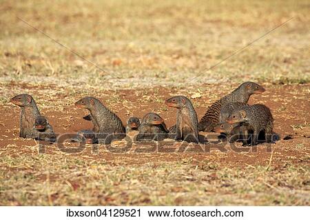 Banded Mongoose (Mungos mungo), mongoose familiy with pups, at the den, Kruger National Park, South Africa, Africa View Large Photo Image Stock Image - Banded Mongoose (Mungos mungo), mongoose familiy with pups, at the den, Kruger National Park, South Africa, Africa. Fotosearch