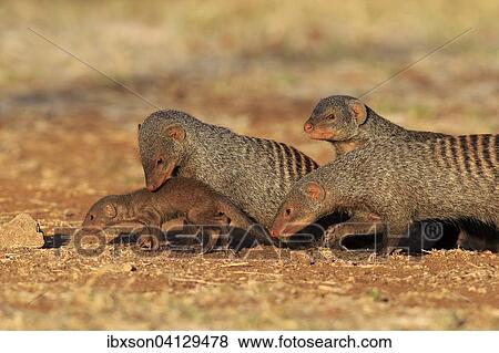 Banded Mongoose (Mungos mungo), mongoose family with pup, at the den, Kruger National Park, South Africa, Africa View Large Photo Image Stock Photo - Banded Mongoose (Mungos mungo), mongoose family with pup, at the den, Kruger National Park, South Africa, Africa. Fotosearch