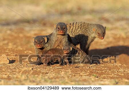Banded Mongoose (Mungos mungo), mongoose family with pup, at the den, Kruger National Park, South Africa, Africa View Large Photo Image Stock Photo - Banded Mongoose (Mungos mungo), mongoose family with pup, at the den, Kruger National Park, South Africa, Africa. Fotosearch