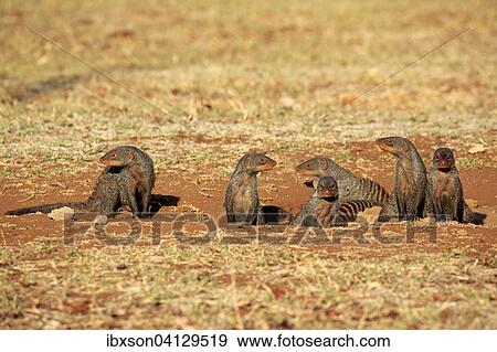 Banded Mongoose (Mungos mungo), mongoose familiy with pups, at the den, Kruger National Park, South Africa, Africa View Large Photo Image Stock Photo - Banded Mongoose (Mungos mungo), mongoose familiy with pups, at the den, Kruger National Park, South Africa, Africa. Fotosearch