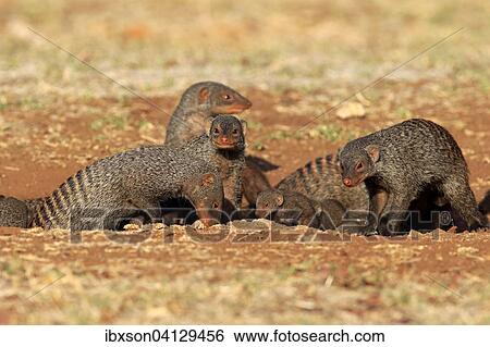 Banded Mongoose (Mungos mungo), mongoose family with pups, at the den, Kruger National Park, South Africa, Africa View Large Photo Image Stock Photograph - Banded Mongoose (Mungos mungo), mongoose family with pups, at the den, Kruger National Park, South Africa, Africa. Fotosearch