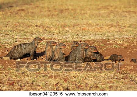 Banded Mongoose (Mungos mungo), mongoose familiy with pups, at the den, Kruger National Park, South Africa, Africa View Large Photo Image Stock Photograph - Banded Mongoose (Mungos mungo), mongoose familiy with pups, at the den, Kruger National Park, South Africa, Africa. Fotosearch