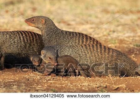 Banded Mongooses (Mungos mungo), female carrying pup, neck bite, Kruger National Park, South Africa, Africa View Large Photo Image Stock Photography - Banded Mongooses (Mungos mungo), female carrying pup, neck bite, Kruger National Park, South Africa, Africa. Fotosearch