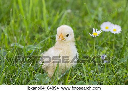 Picture - Bantam chick, Tyrol, Austria, Europe. Fotosearch