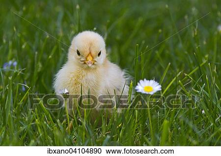 Bantam chick, Tyrol, Austria, Europe View Large Photo Image Stock Image - Bantam chick, Tyrol, Austria, Europe. Fotosearch