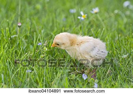 Bantam chick, Tyrol, Austria, Europe View Large Photo Image Stock Image - Bantam chick, Tyrol, Austria, Europe. Fotosearch