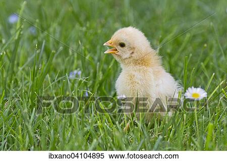 Bantam chick, Tyrol, Austria, Europe View Large Photo Image Stock Photography - Bantam chick, Tyrol, Austria, Europe. Fotosearch