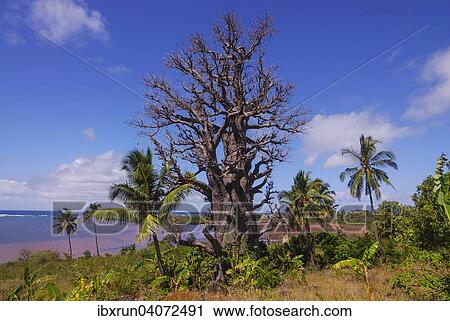 Stock Image - Baobab tree (Adansonia digitata), Grande Comore, Comoros, Africa. Fotosearch