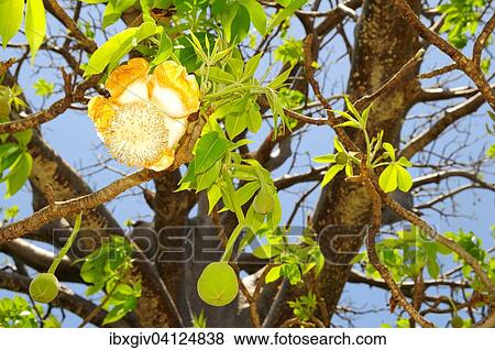 Baobab tree (Adansonia digitata) with blossom, Mayotte, Africa View Large Photo Image Stock Photo - Baobab tree (Adansonia digitata) with blossom, Mayotte, Africa. Fotosearch