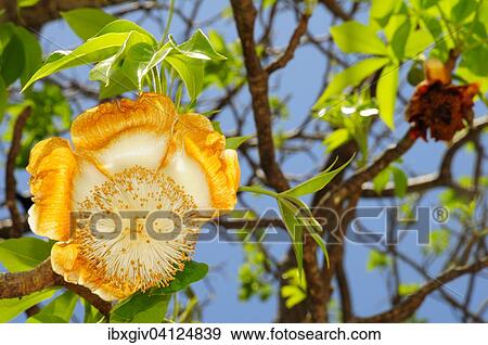 Baobab tree (Adansonia digitata) with blossom, Mayotte, Africa View Large Photo Image Stock Photo - Baobab tree (Adansonia digitata) with blossom, Mayotte, Africa. Fotosearch