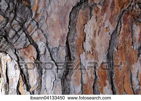Stock Image - Bark of a pine tree (Pinus pinea), Majorca, Balearic Islands, Spain, Europe. Fotosearch