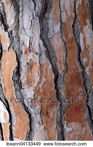 Bark of a pine tree (Pinus pinea), Majorca, Balearic Islands, Spain, Europe View Large Photo Image Stock Photo - Bark of a pine tree (Pinus pinea), Majorca, Balearic Islands, Spain, Europe. Fotosearch
